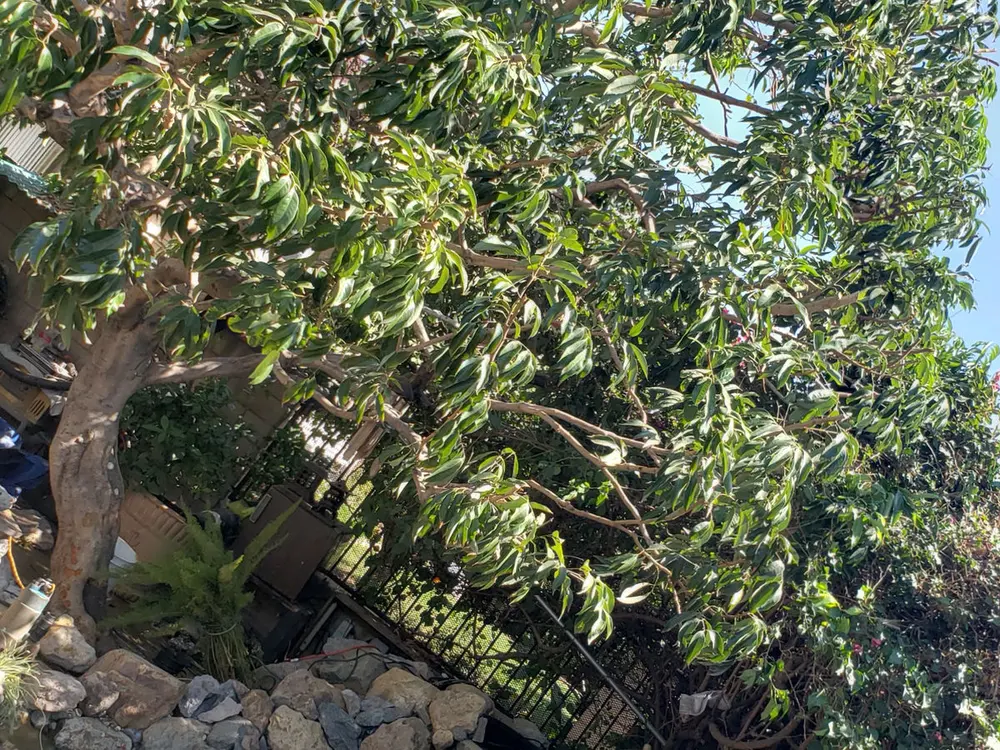 Class 1 pruning work