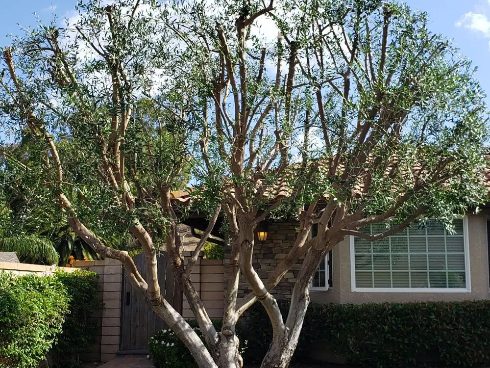 Thinning and lacing work in a tree canopy