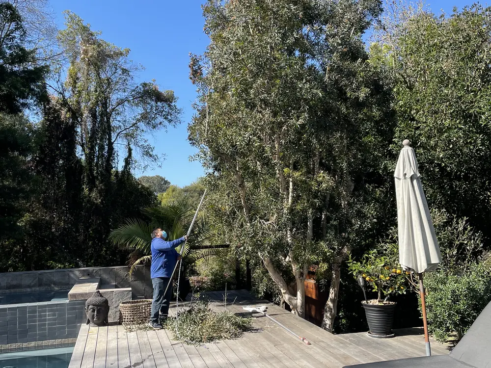 Tree trimming work by the Laguna Tree Service crew
